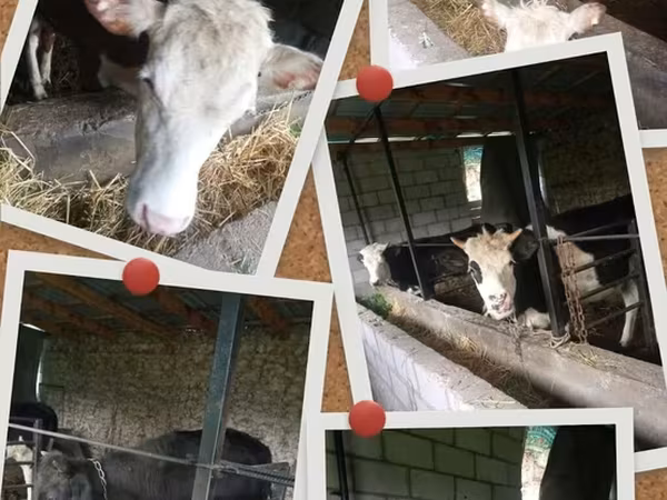 گاو نر, Simmental cattle