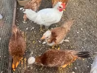 Chickens — Foto 4