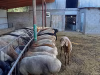 Widder, Rhon sheep — Foto 3