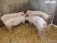 Säue, Schweine — Foto 2
