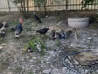 Blanca de pechuga ancha — foto 2