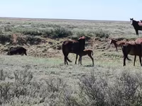 Égua, Kazakh horse — foto 5