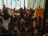 Chickens — foto 3