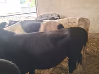 황소, Swiss cattle — 사진 6