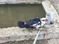Ducks — عکس 1