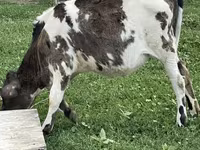 Krowa, Russian Black pied cattle — zdjęcie 1