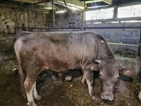 Býk, Swiss cattle — foto 2
