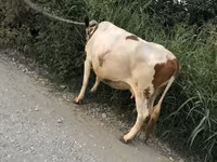 Mucca, Bovini — foto 4
