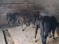 گاو نر, آبرادین-آنگوس — عکس 1