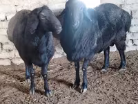 Ram, Edilbay sheep — photo 2