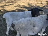雄羊, Dorper sheep — 写真 1