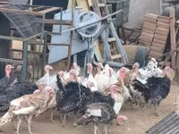 Turkeys — عکس 7
