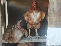 Chickens — foto 6