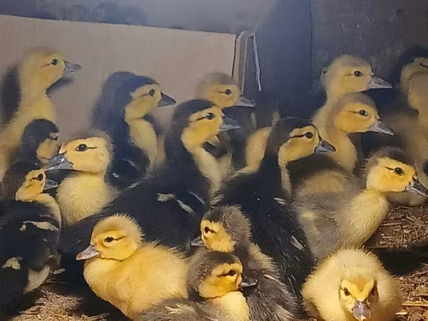 Ducks