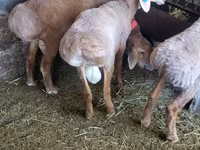 Baran, Arashan sheep — zdjęcie 8