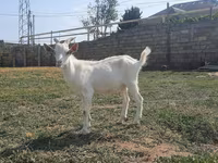 Țap, Saanen goat — foto 3