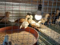 Chickens — լուսանկար 5