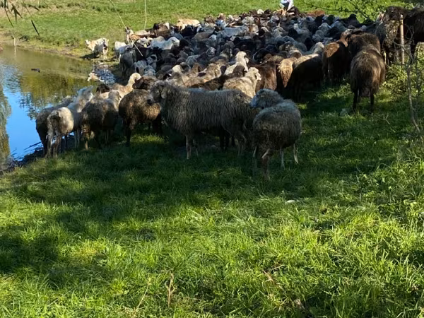Schaf, Schafe