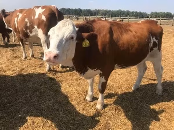 Holstein breed