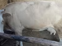 Сиыр, Latvian Blue cattle — 5-сурет