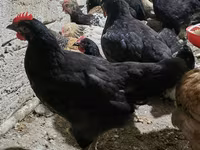 Chickens — foto 6