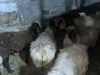 Kambing jantan, Sheep — foto 1