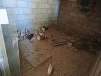 Chickens — foto 6