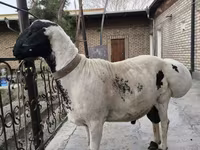 Beran, Blackheaded Persian sheep — foto 4