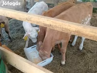 گاو و گوساله (گروه، جنسیت مشخص نشده), Simmental cattle — عکس 2
