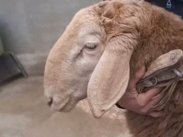 Խոյ, Arashan sheep