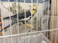 Məhsul: Nimfa (cockatiel) cütü və qəfəs dəsti Dişi ve Erkek, disi 6 — zdjęcie 4