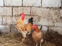 Chickens — ছবি 4