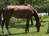 Pastuv, Hungarian horse breed — fotografija 1