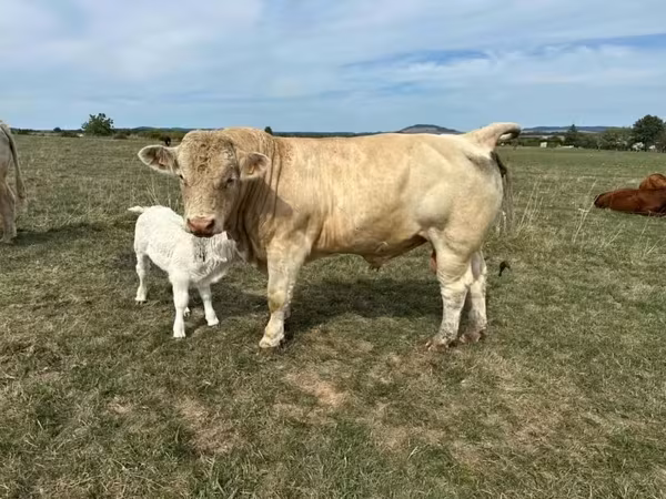 Býk, Charolais cattle