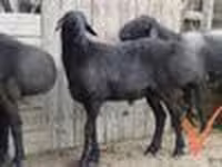 公羊, Sheep — 照片 2