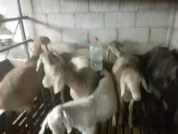 Montone, Arashan sheep — foto 8