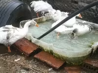 Geese — รูปภาพ 8