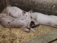 แม่สุกร, หมู — รูปภาพ 4
