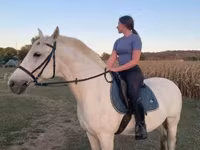 حصان, Hungarian horse breed — الصورة 3