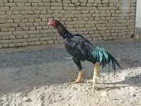 Chickens — foto 3
