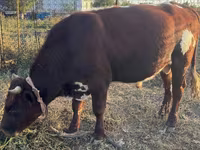 ወንድ በሬ, Ayrshire — ፎቶ 4
