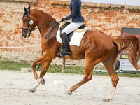 Cal, Friesian sport horse — foto 5