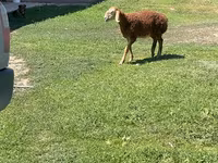 Oaie, Arashan sheep — foto 4