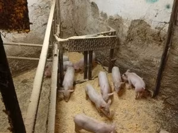 หมูป่าตัวผู้, หมู