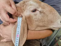 Kambing jantan, Arashan sheep — foto 3