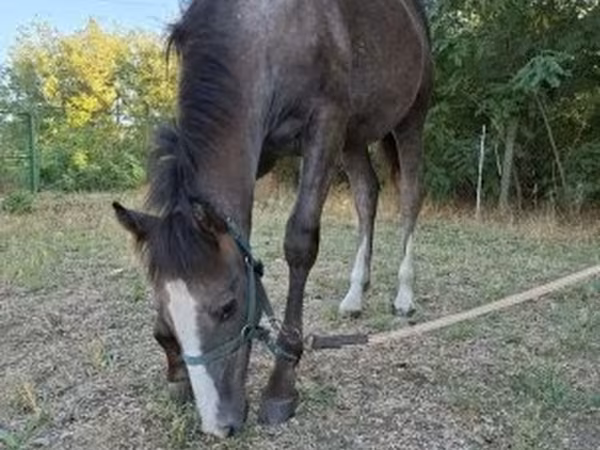 Cheval, Chevaux