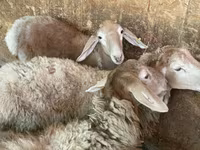 Domba jantan, Hissar sheep — foto 3