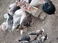 Turkeys — 写真 4