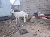 ছাগী, ছাগল — ছবি 7
