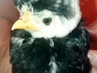 Pekin Bantam — zdjęcie 3